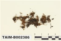 藏品(小壺苔屬)的圖片